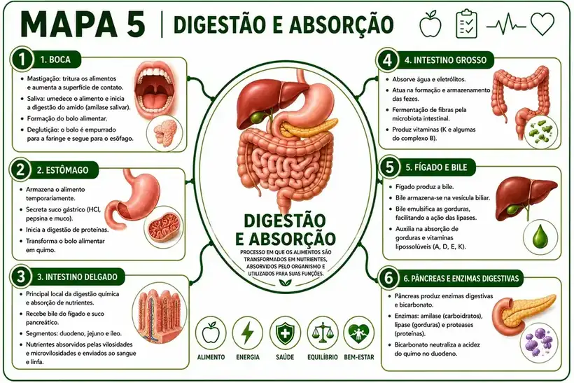 Mapa mental de Digestão e Absorção