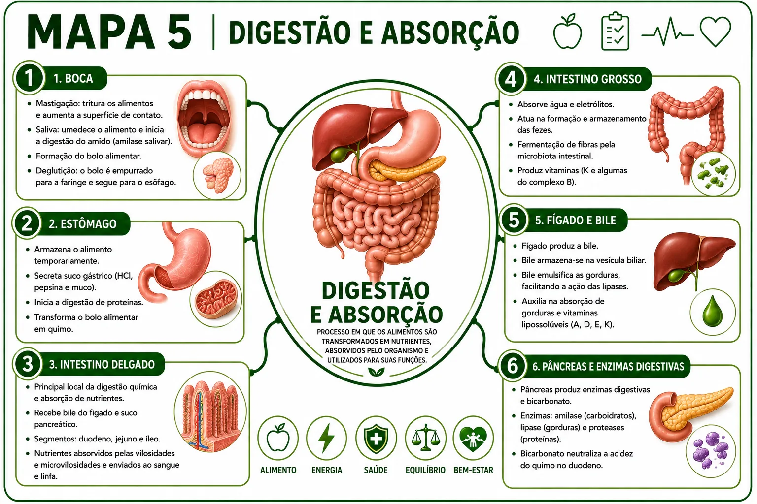 Mapa mental de Digestão e Absorção